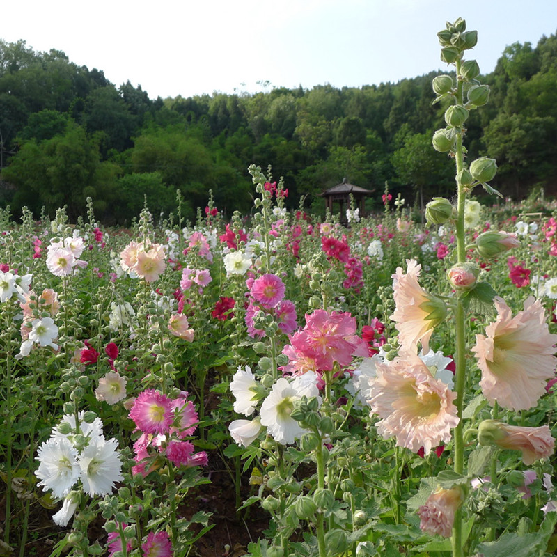 蜀葵是什么植物,蜀葵习性