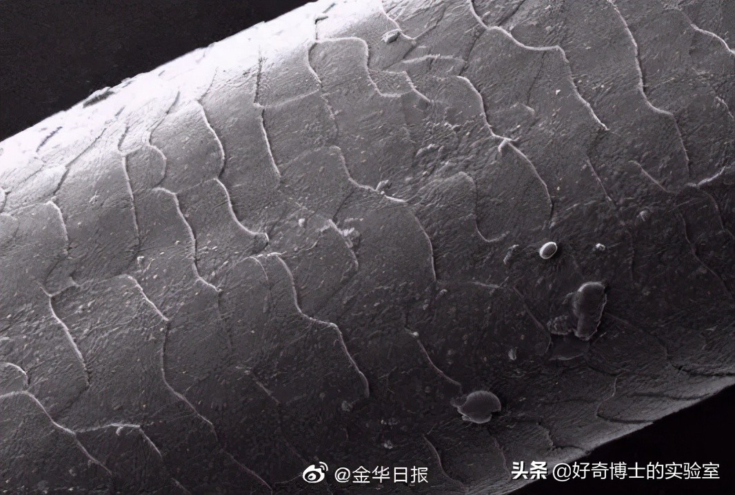 撸过猫撸过狗但你撸过“鱼”吗？