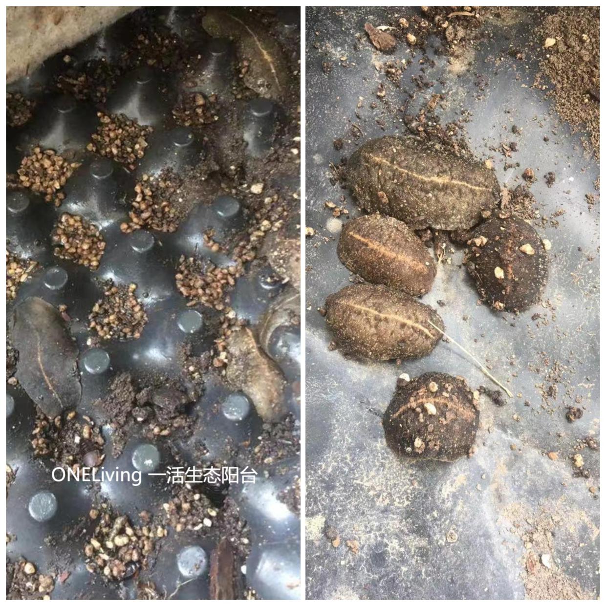 菜地除虫小妙招,菜园灭杀蜗牛鼻涕虫的小妙招