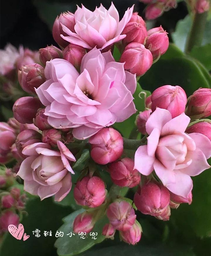 长寿花，寓意好、开花漂亮，花期长，品种多达300个