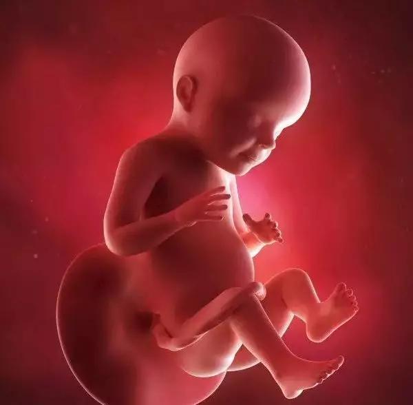 怀孕1-40天胎儿3d图片,怀孕1-42周3d胎儿超声图全记录