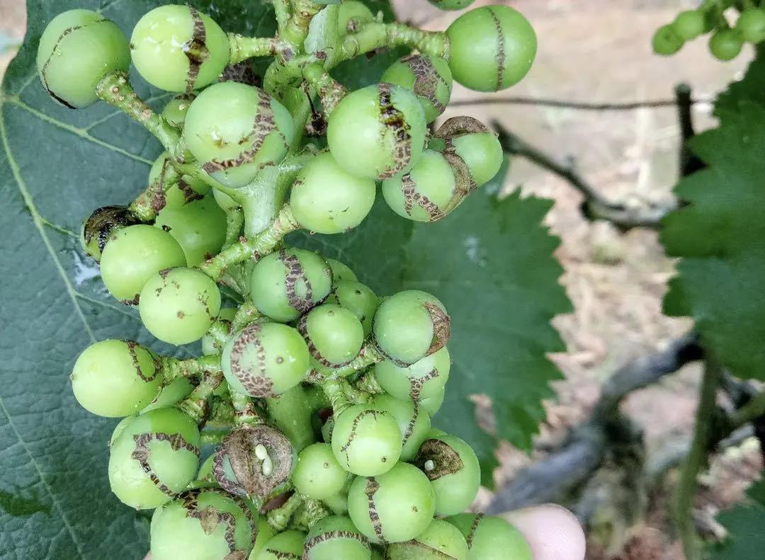 葡萄有果锈是什么病,葡萄树干开裂是怎么回事