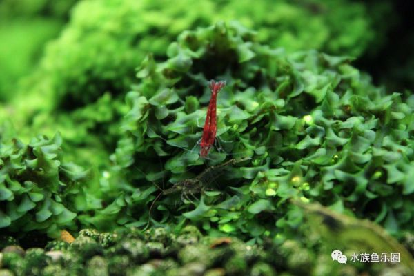 皇冠水草品种大全,亚马逊水草品种