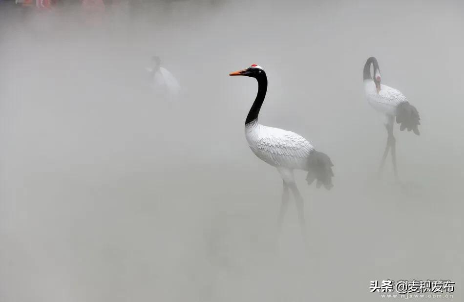 马跑泉公园有菊花展吗,庆祝菊花