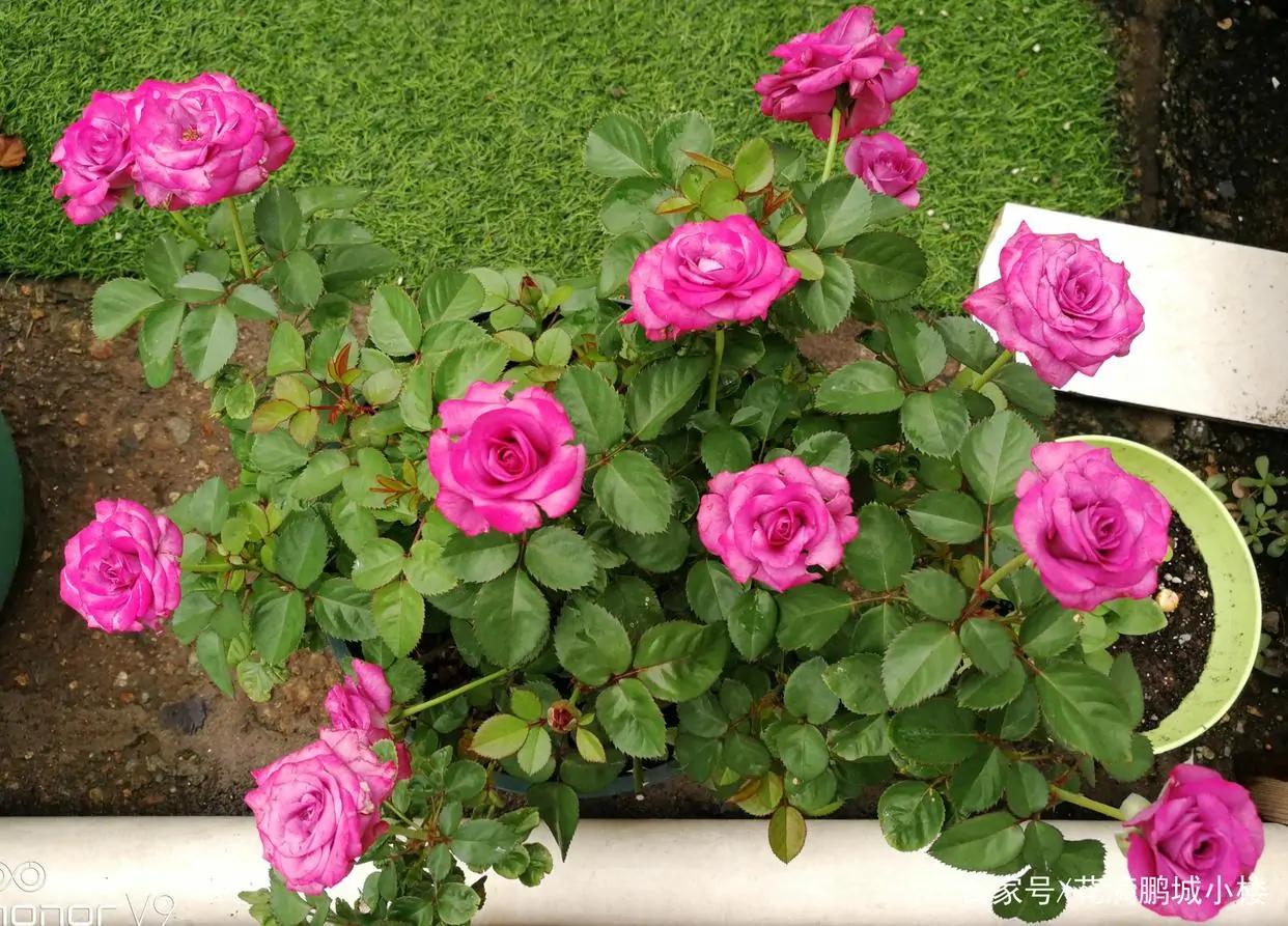 阳台系列月季品种大全,微型月季藤本月季