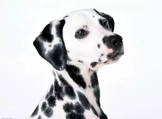 各种狗狗身价排名,各种狗的待遇对照表