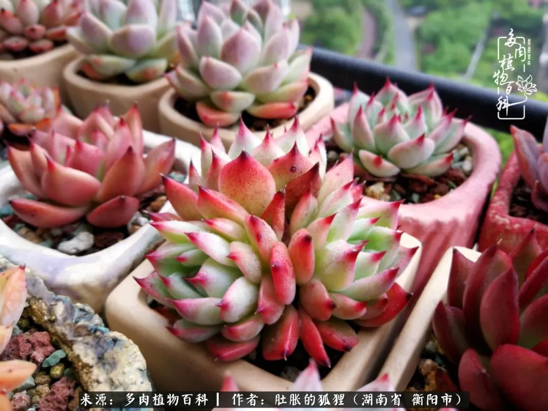 多肉用大盆养好还是用小盆养,多肉用石子养好还是用土养好