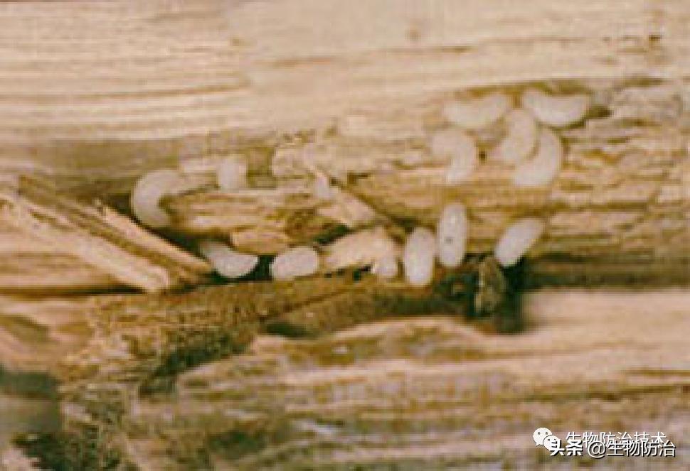 蛀干害虫是钻蛀害虫吗,果树枝干钻蛀害虫图片