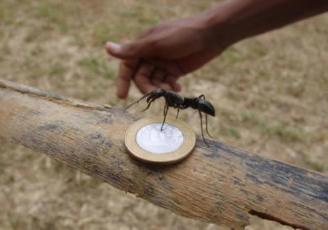 常见的蚂蚁图片,最常见的蚂蚁种类图片