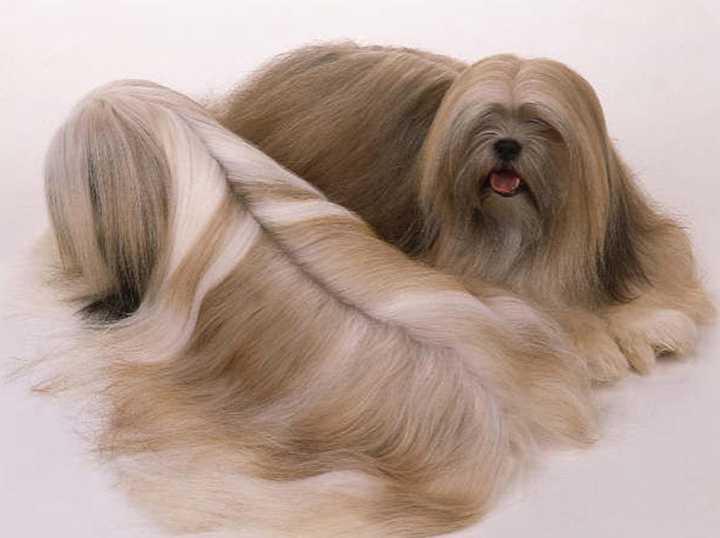 最齐全的狗狗品种介绍及图片,带你了解一下常见狗狗的品种