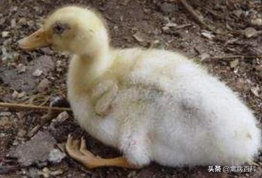 鸭浆膜炎七问七答（成熟方案）让你的鸭群远离浆膜炎