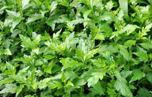 春天的野菜真好吃,时令野菜味道好极了