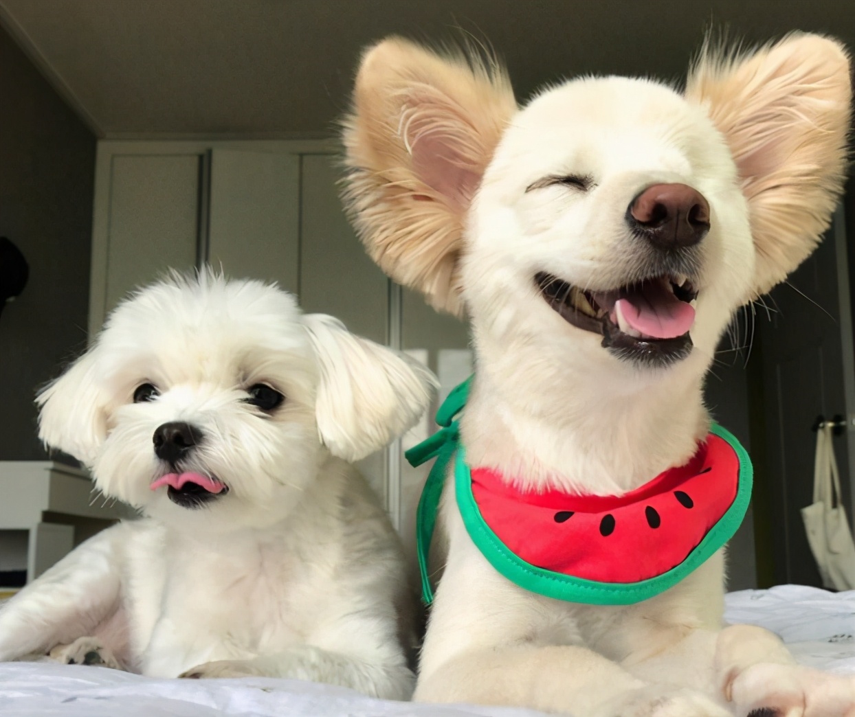 为什么狗狗不能吃盐,狗狗到底能不能吃咸的食物