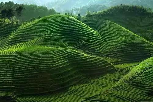 非物质文化遗产绿茶介绍,婺源绿茶制作工艺为国家级非遗