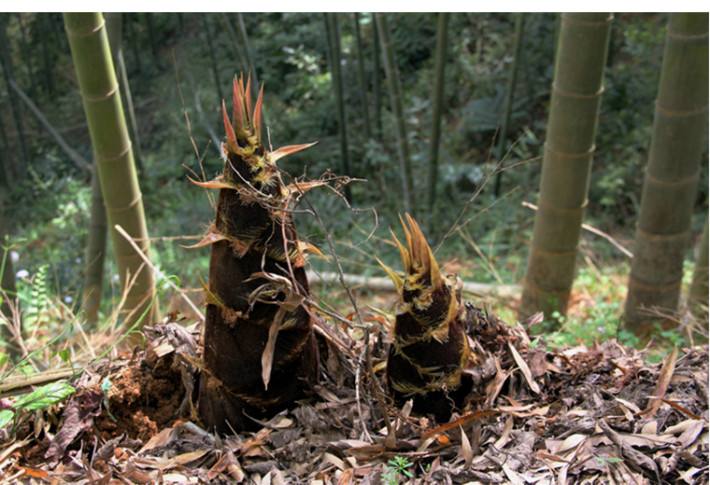 山上摘来的野竹笋要怎样煮才好吃,小春笋炒腊肉的家常做法视频