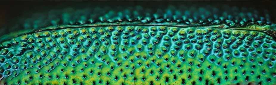 惨绿少年的近义词,惨绿少年成语解释