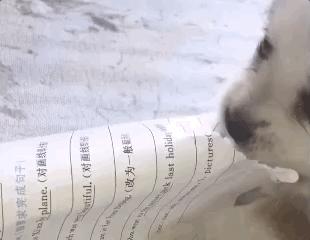 小学生作文翻车,那些小学生为了凑字数的搞笑作文