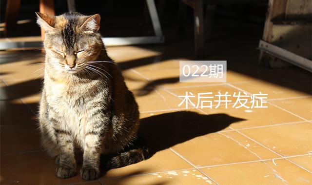 猫咪手术顺利完成，不要掉以轻心，“术后并发症”也需要警惕！