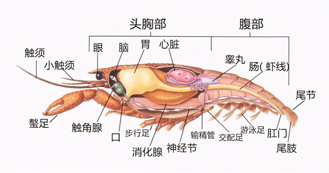 吃虾虾头不能去掉吗,为什么吃虾不能吃虾头