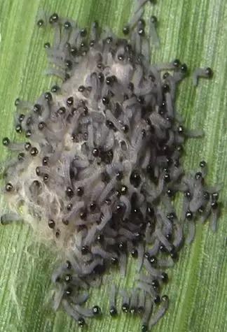 农业防治害虫的方法有哪些,农业对害虫的防治方法