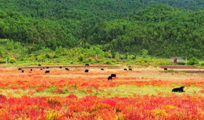 草原上特有的狼毒花,香格里拉狼毒花在哪里