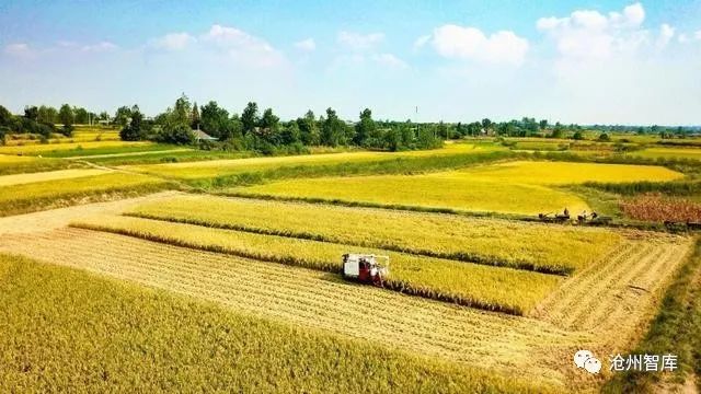 秋分节气是中国的农民丰收节,丰收节是秋分的节气吗