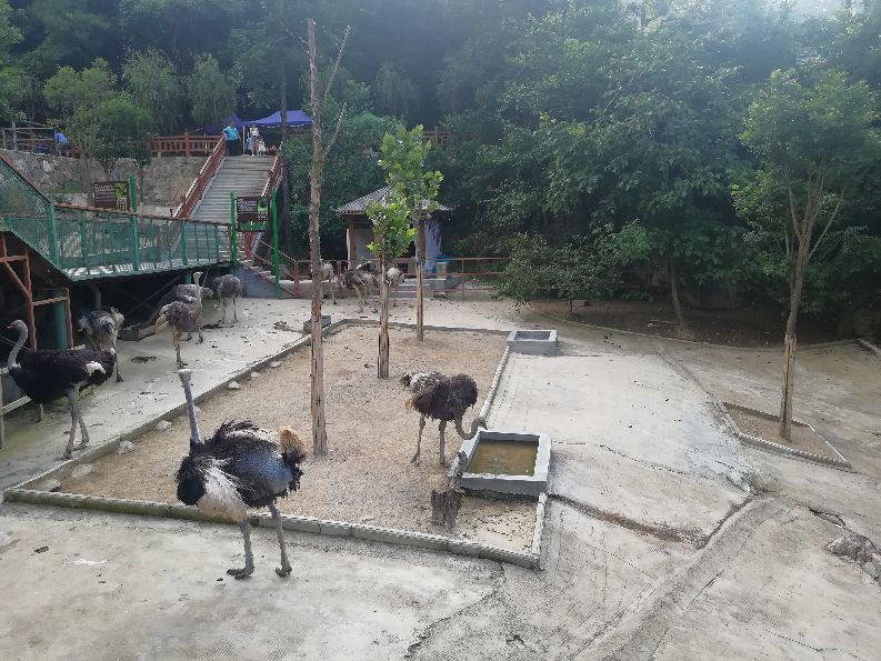 洛阳栾川竹海野生动物园值得去吗,洛阳栾川竹海野生动物园都有什么