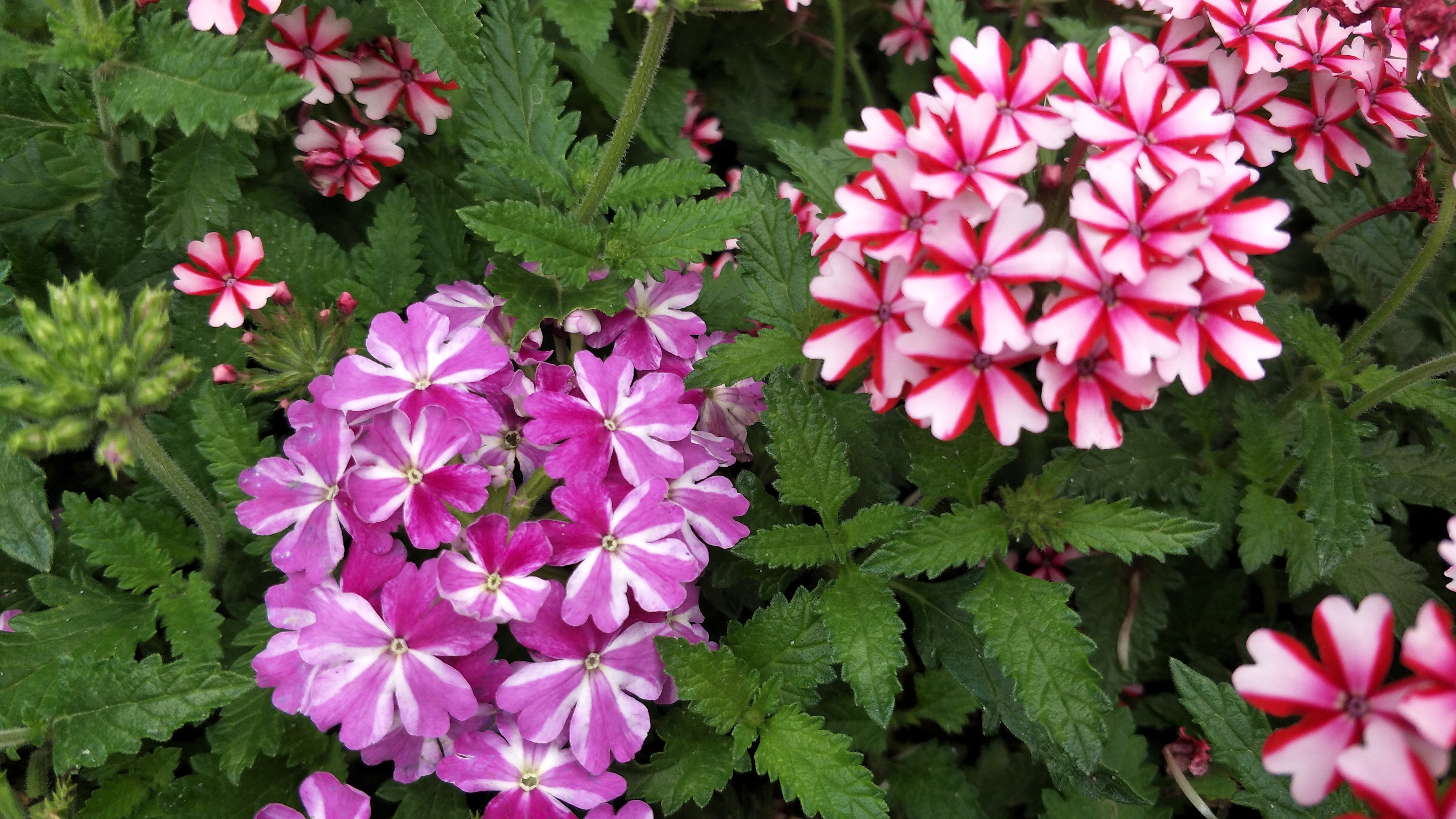 遇见花开深圳,遇见花开鲜花派对