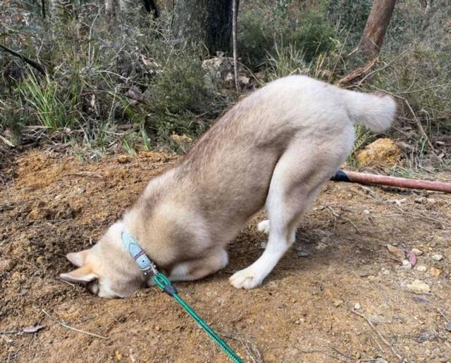 哈士奇和野兽打架,哈士奇和各个动物打架