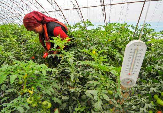番茄发生冻害怎么缓解,番茄受冻害后该如何补救