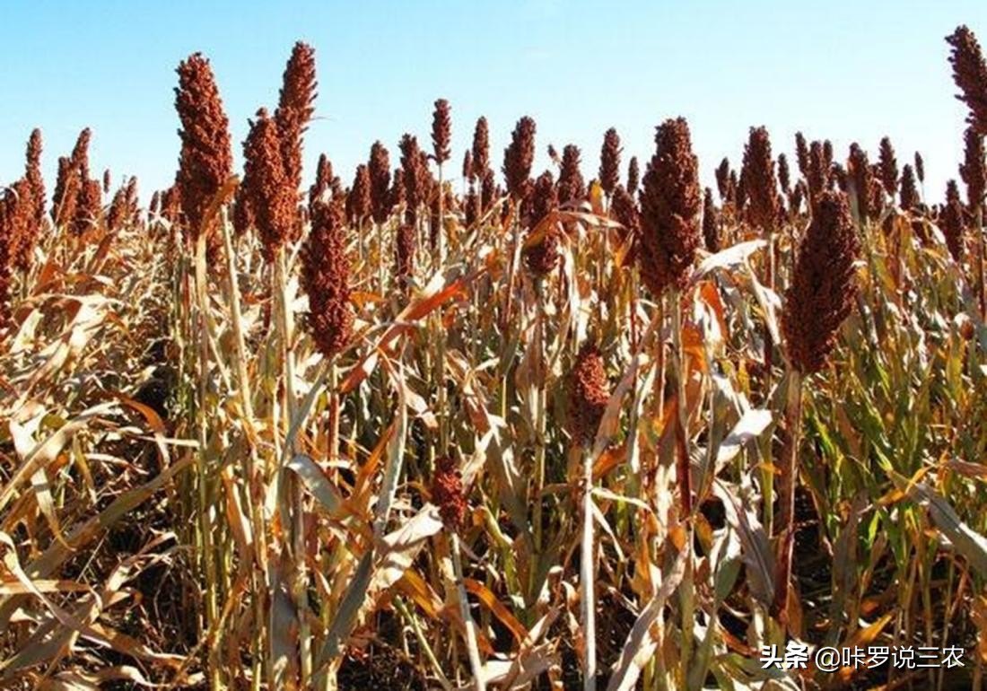 高粱得了黄蚜用什么药,高粱根蚜的防治方法