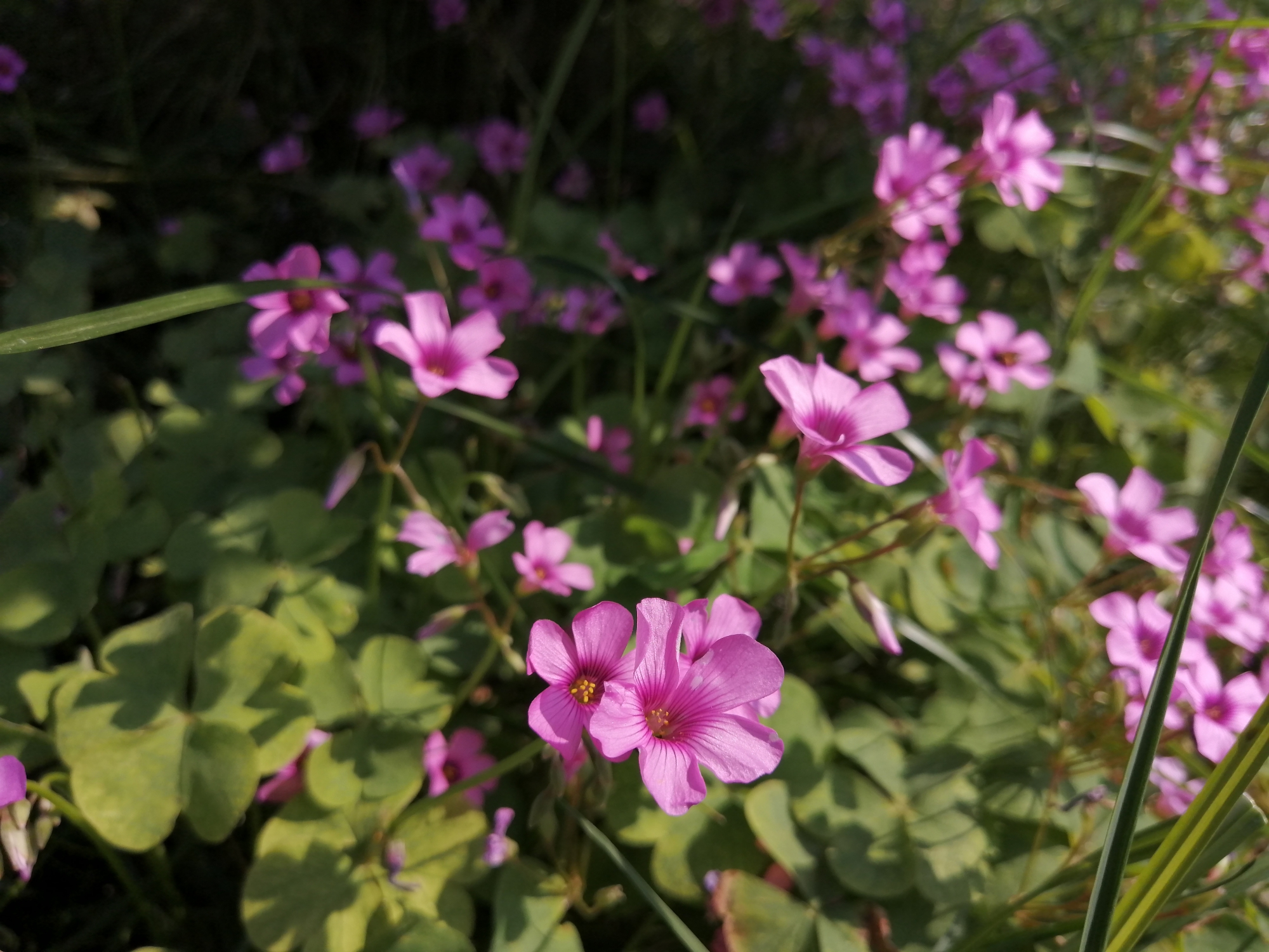 华为麦芒8测评视频,无畏前行3