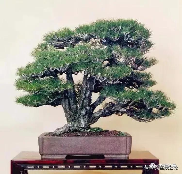 学盆景入门教程书,学习盆景制作视频