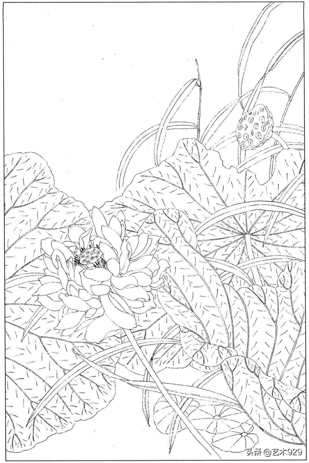 余稚荷花蜻蜓图高清白描底稿,白描荷花勾线方法讲解视频