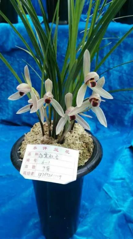 中国兰花之乡有哪些?为何云南独占7个?