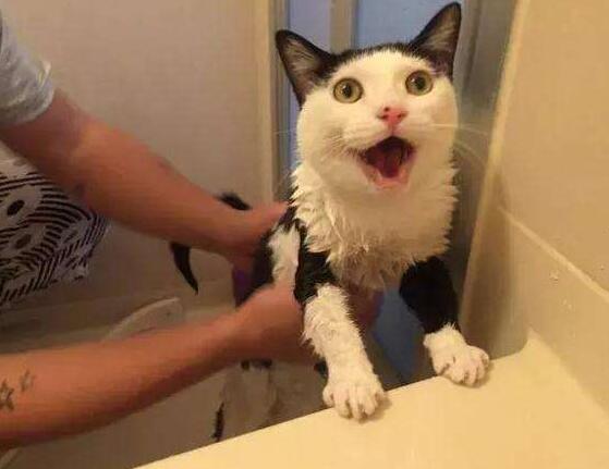 猫咪真的不怕吗,猫咪有5颗犬齿