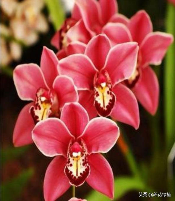 兰花是怎样分类的,兰花分为哪些品种