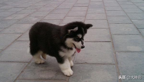 犬科叫兽阿拉斯加雪橇犬,阿拉斯加半岛有阿拉斯加雪橇犬