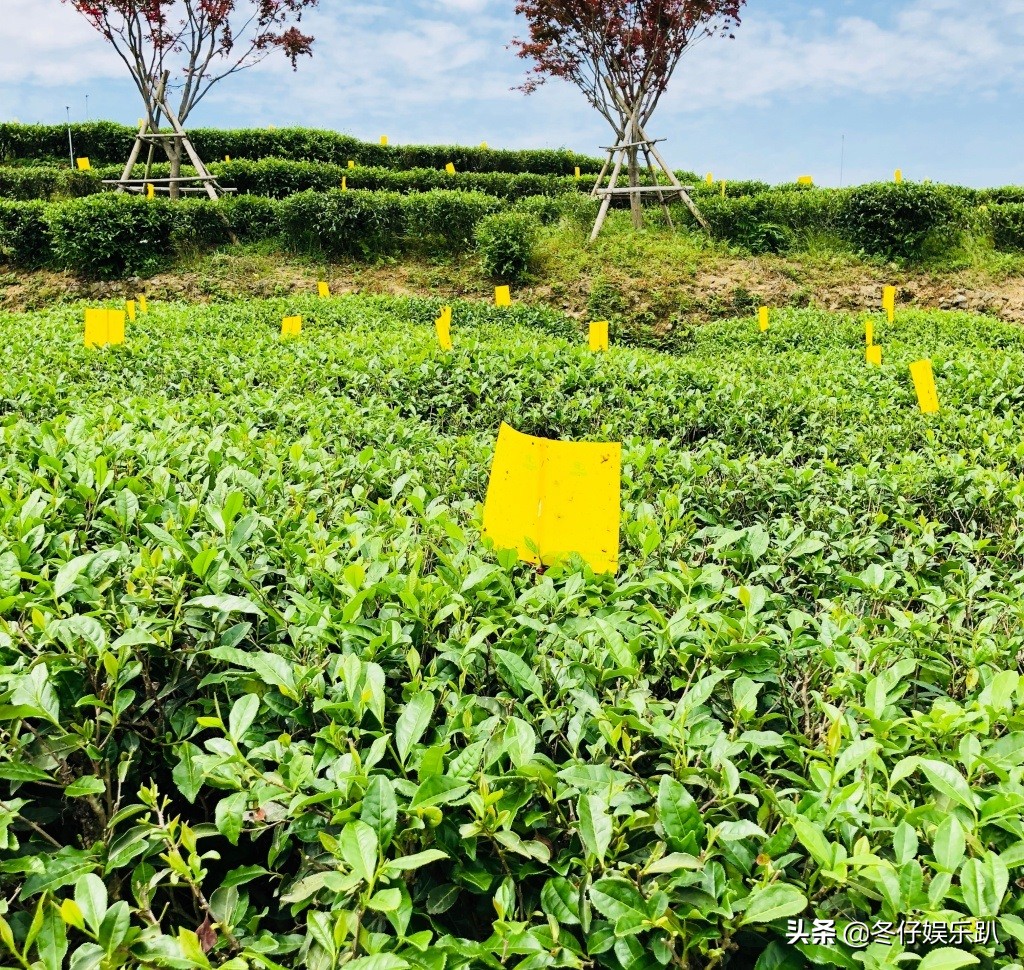 关于白茶的六大谣言,白茶过曝