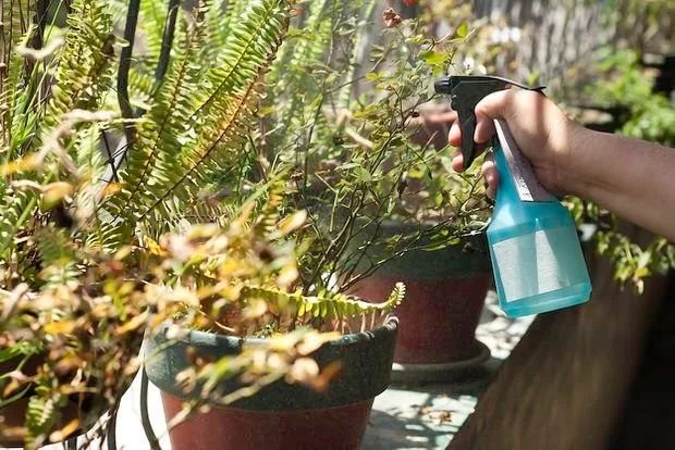 露台上的植物怎么过冬,植物过冬的方式有哪些