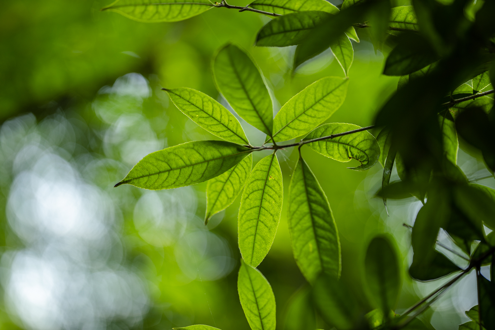 人像镜皇焦段,人像镜皇85mm1.2和1.8