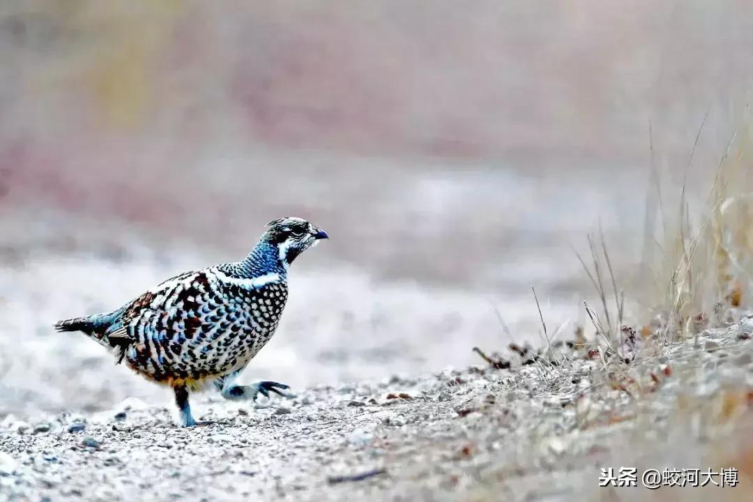 估计很多人只听说过飞龙鸟的美名，却从来没有见过它