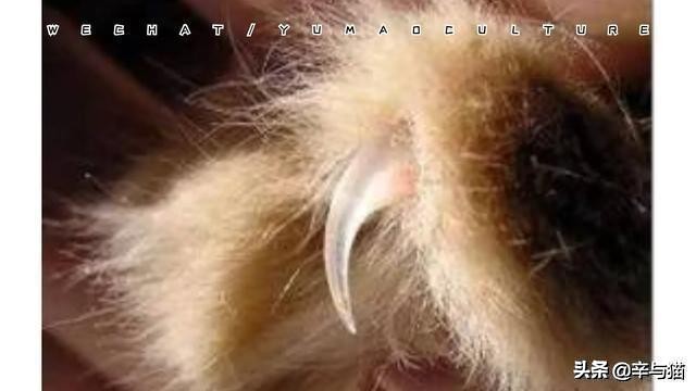 猫咪严重缺钙的症状能补救吗,猫咪缺钙后腿无力补钙后能改善吗