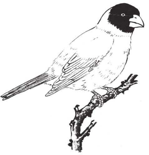 工笔画蜡嘴鸟的染色步骤,工笔画入门教程步骤图勾线