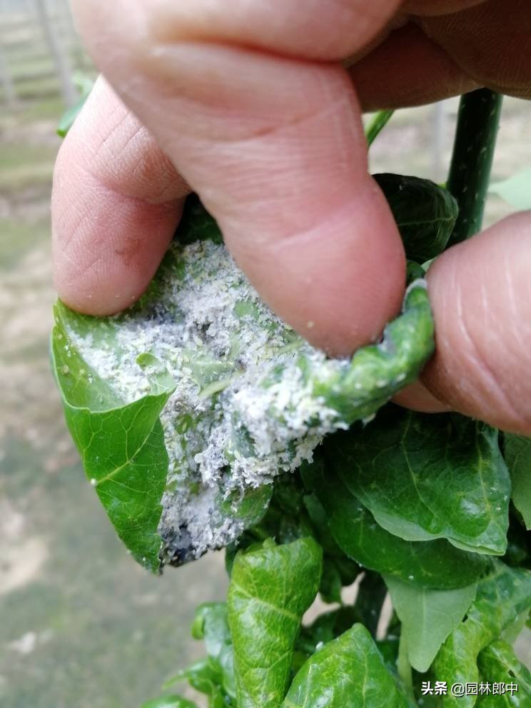 白蜡树秋季,白蜡观赏期