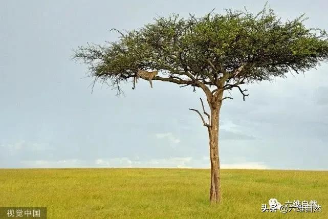 豹捕杀瞪羚,豹子捕杀瞪羚