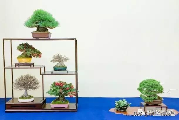 日本盆景巨匠木村正彦作品全程 (木村正彦盆景作品)