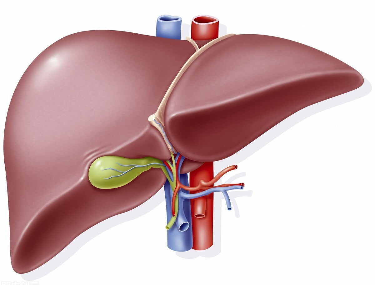 常见护肝药有哪些,最好的护肝药一览表