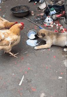 爆笑gif为了我的八块腹肌拼了,成年人幽默搞笑gif图片带字