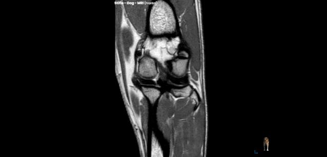猫咪狗狗骨折了怎么办？扒一扒宠物“骨子里”的那些事